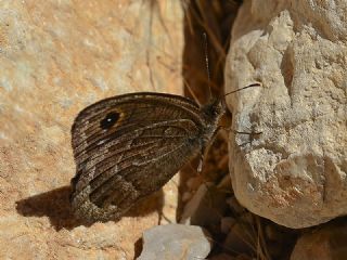 Hametli Pirireis (Satyrus ferulus)