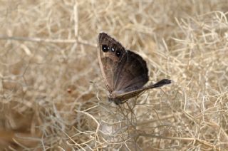 �ran Pirireisi&nbsp;(Satyrus&nbsp;iranicus)