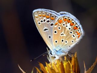 okgzl Mavi (Polyommatus icarus)