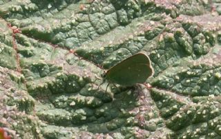 Ign Zmrt, Minikzmrt (Callophrys mystaphia)