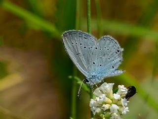 Balkan Everesi (Cupido decoloratus)