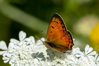 Anadolu Ate Gzeli (Lycaena asabinus)