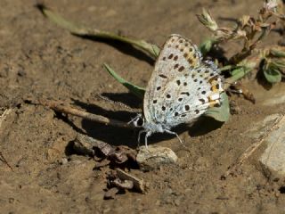 Frat Bakr Gzeli (Margelycaena euphratica )