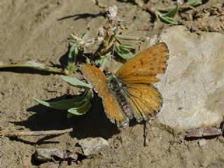 Frat Bakr Gzeli (Margelycaena euphratica )