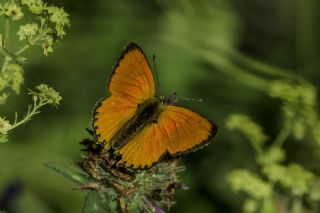 Orman Bakr Gzeli (Lycaena virgaureae)