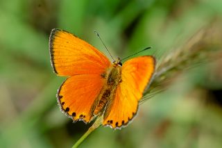 Alev Ategzeli (Lycaena kefersteinii)