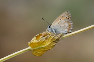 Da Atei (Lycaena thetis)