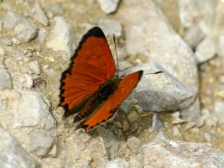 Da Atei (Lycaena thetis)