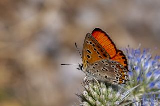 ran Ate Gzeli (Lycaena lampon)