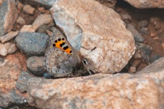 Kafkasya Gelincii (Tomares callimachus)