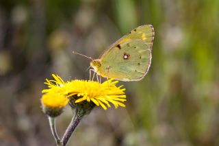 Sar Azamet (Colias croceus)