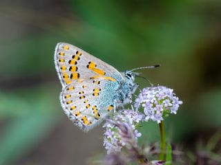 Romen Gelincii (Tomares nogelii dobrogensis)