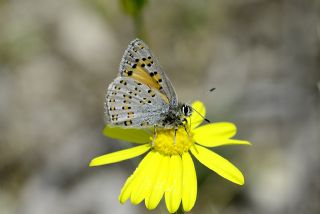 Anadolu Gelincii (Tomares nogelii)