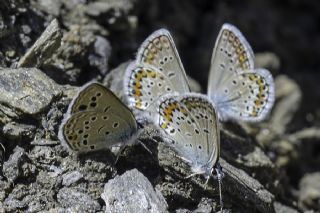 Anadolu Turan Mavisi (Turanana panagaea)