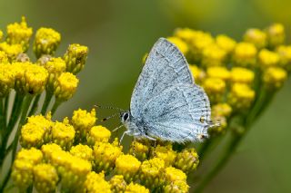 Mavi Sevbeni (Satyrium armenum)