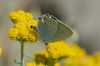 Mavi Sevbeni (Satyrium armenum)