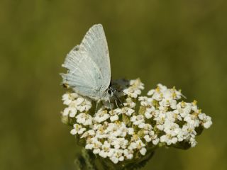 Mavi Sevbeni&nbsp;(Satyrium&nbsp;armenum)