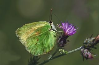 Kleopatra (Gonepteryx cleopatra)