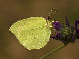 Kleopatra (Gonepteryx cleopatra)