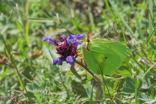 Orakkanat (Gonepteryx rhamni)