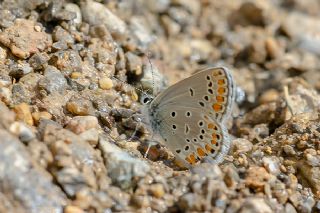 Doulu Esmergz (Plebejus carmon)