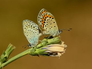 Avrupal Esmergz (Plebejus argyrognomon )