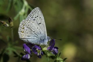 Anadolu Esmergz (Plebejus modicus)