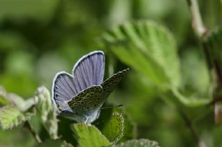 Anadolu Esmergz (Plebejus modicus)