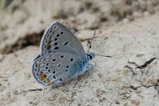 �okg�zl� G�m�� Mavi&nbsp;(Albulina&nbsp;loewii)