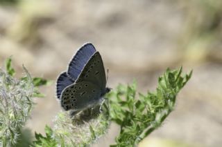 Anadolu Esmergz (Plebejus modicus)