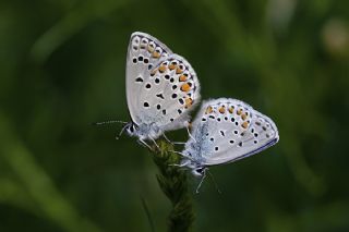 Anadolu Esmergz (Plebejus modicus)