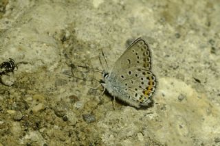 Anadolu Esmergz (Plebejus modicus)