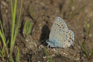 Trkmenistan Esmergz (Plebejus zephyrinus)