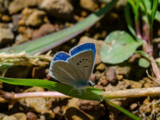 Lacivert Anadolu �okg�zl�s�&nbsp;(Polyommatus&nbsp;actis )