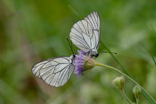 Al Beyaz (Aporia crataegi)