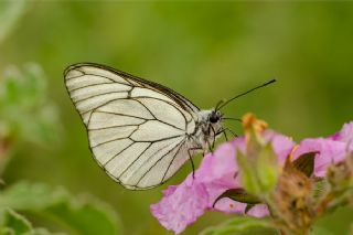 Al Beyaz (Aporia crataegi)