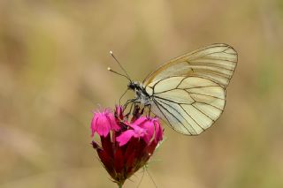 Al Beyaz (Aporia crataegi)