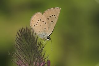 okgzl Gzel Mavi (Polyommatus bellis)