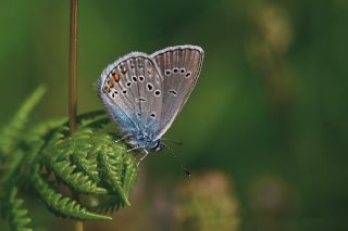 okgzl Gzel Mavi (Polyommatus bellis)