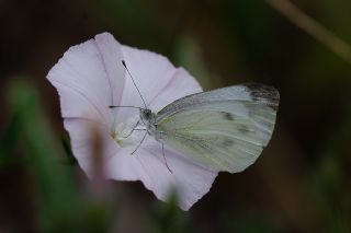 Yalancı Beyazmelek (Pieris pseudorapae)