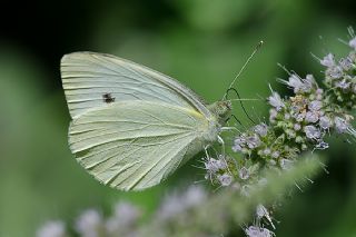 Kk Beyazmelek (Pieris rapae)