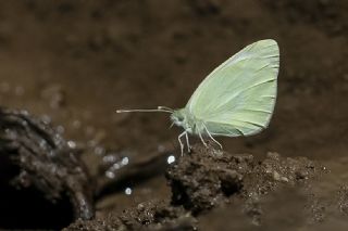 Kk Beyazmelek (Pieris rapae)
