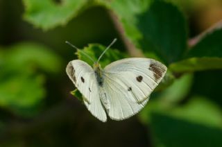 Kk Beyazmelek (Pieris rapae)