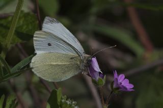 Kk Beyazmelek (Pieris rapae)