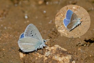 Glek okgzls (Polyommatus cilicius)