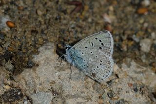 �okg�zl� K���k Turan Mavisi&nbsp;(Polyommatus&nbsp;cornelius)