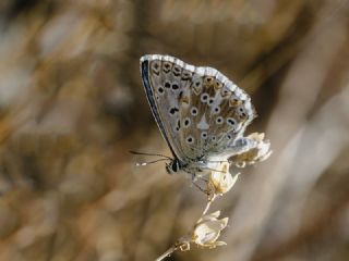 okgzl Yalanc illi Mavi (Polyommatus corydonius)