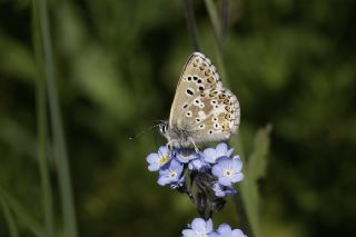 okgzl Anadolu Mavisi (Aricia crassipunctus)