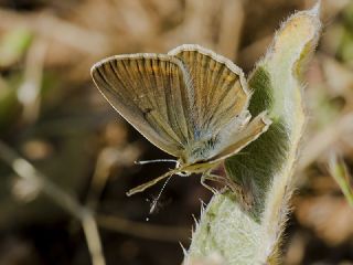 Mezopotamya okgzls (Polyommatus dama)