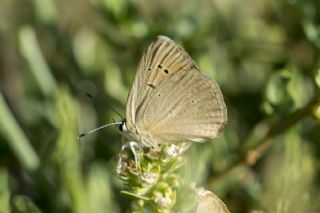 Mezopotamya okgzls (Polyommatus dama)